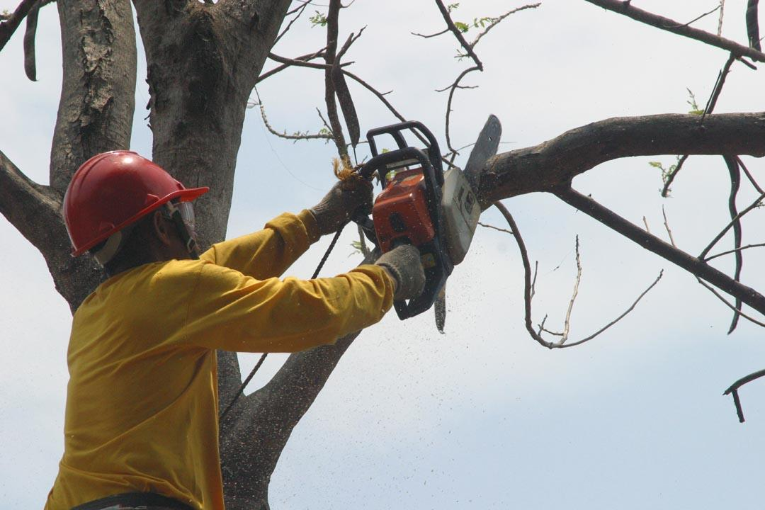 Tree Care